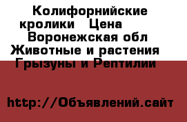Колифорнийские кролики › Цена ­ 200 - Воронежская обл. Животные и растения » Грызуны и Рептилии   